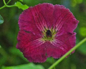 Clematis-rubra-closeup