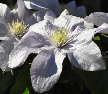 Clematis-Silver-Moon-vn