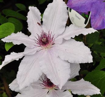 Clematis-Snow-Queen