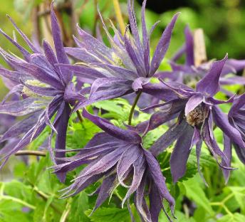 Clematis 'Spiky'