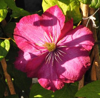 Clematis-Ville-de-Lyon-VN