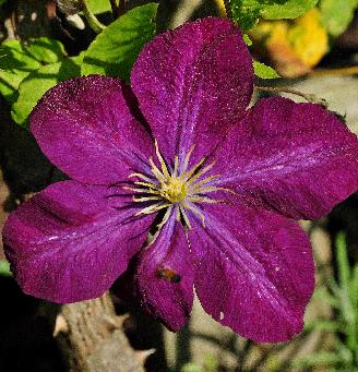 Clematis-Voluceau-closeup-vnn