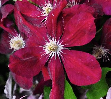 Clematis-Warszawska-Nikecloseup