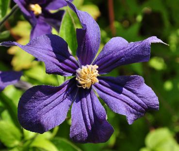 Clematis-x-durandii