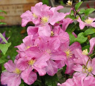 Clematis 'Comtesse de Bouchauld'