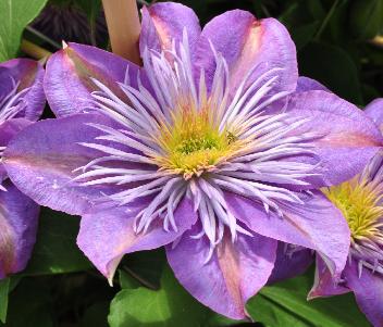 Clematis 'Crystal Fountain' closeup vnn