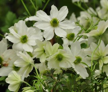 Clematis 'Early Sensation' Closeup vn