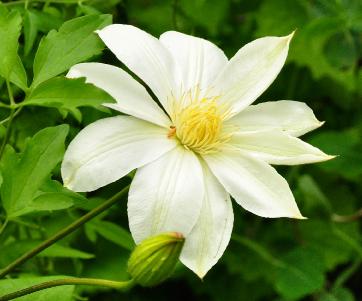 Clematis 'Golden Harvest' jonge bloem