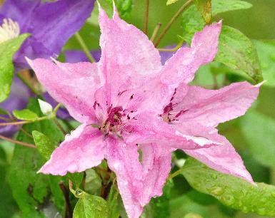 Clematis 'Hagley Hybrid'