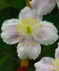 clematis montana 'Rubens'