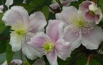 clematis montana armandii 3