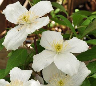 Clematis montana 'Grandiflora'