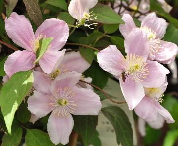 Clematis montana 'Mayleen'