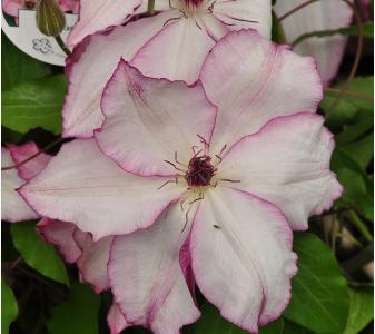 Clematis 'Omoshiro' closeup 2