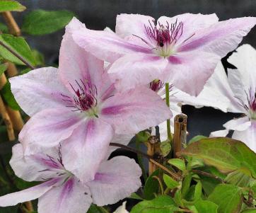 Clematis 'Pink Flamingo' VNN