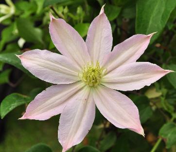 Clematis potaninii closeup