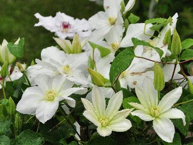 Clematis 'Shirayuki hime'vn