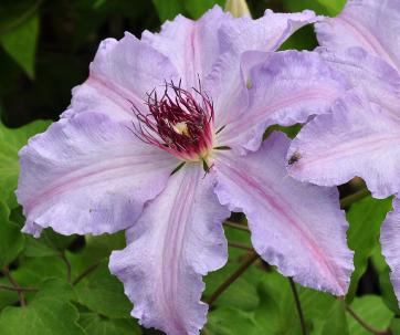 Clematis 'The First Lady' closeup patensgroup