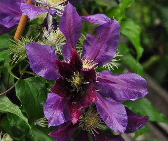 Clematis 'The Vagebond'