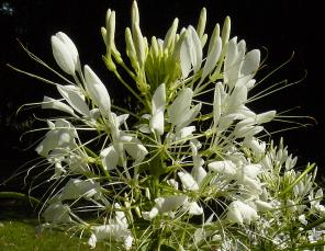 cleome