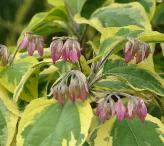 Clerodendrumtrichotomumvariegatumcloseup3VN