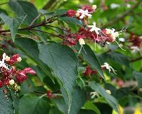 ClerodendrumtrichotomumClosduCoudray