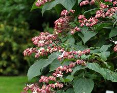 ClerodendrumtrichotomummiddenjuliVNCLSEUP