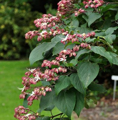 ClerodendrumtrichotomummiddenjuliVNCLSEUP