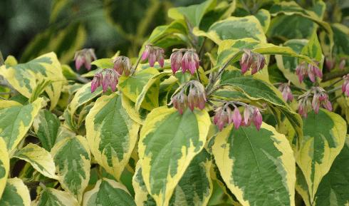 Clerodendrumtrichotomumvariegatumcloseup3VN