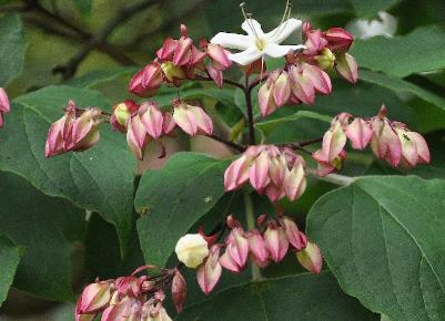 ClerodendrumtrichotomumVNNCloseupbloemjuli