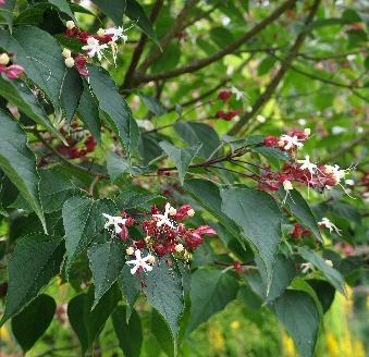 ClerodendrumtrichotomumClosduCoudray3