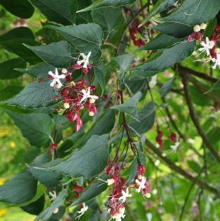 ClerodendrumtrichotomumClosduCoudray3