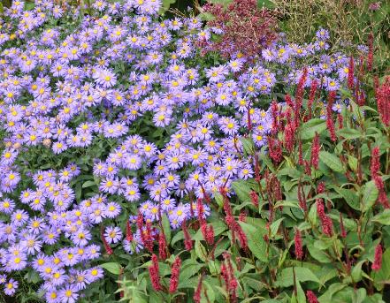 Mooie herfstcombinatie van Persicaria en Asters 