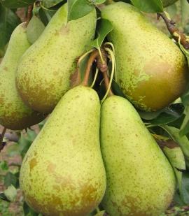 Conferencepear