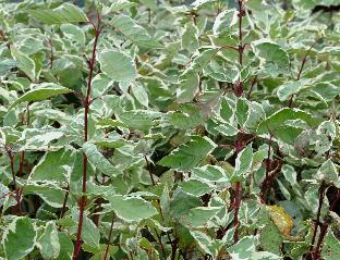 CornusalbaElegantissima