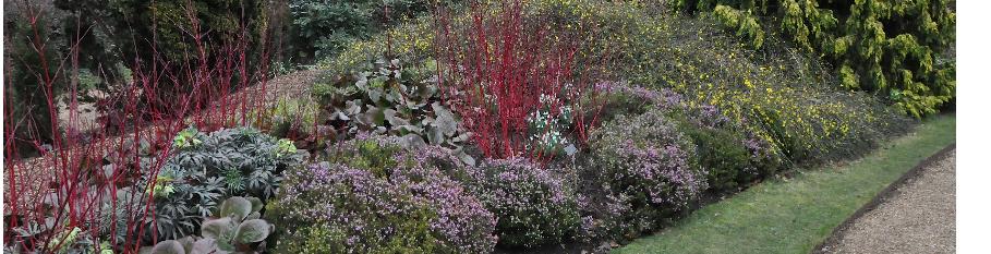 CornusalbaSibiricainwintergarden