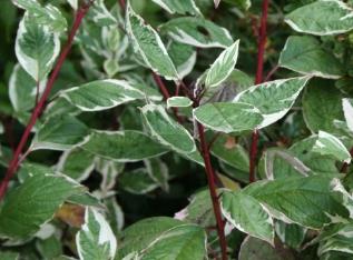 CornusalbaSibiricavariegata