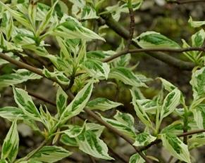 CornusalternifoliaArgentea