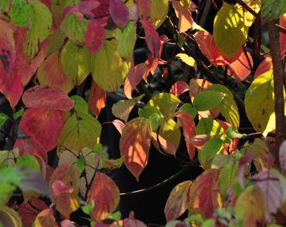 CornuscontroversaWinterorangekleurenspelbladerdekVNN