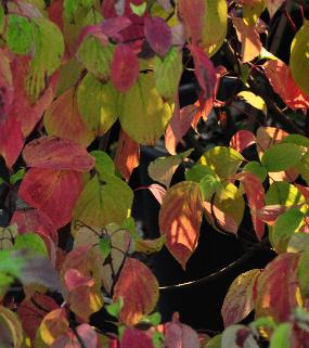 CornuscontroversaWinterorangekleurenspelbladerdekVNN