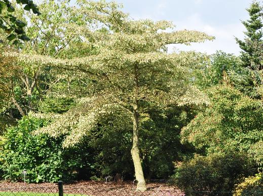 Cornuscontroversaarboretumleen