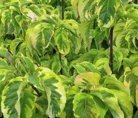 Cornusfloridarainbow