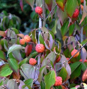 CornusKousaBlueShadow