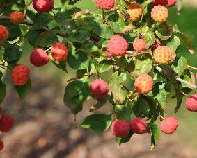 CornuskousaClaudia15septdetailVNN