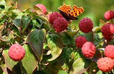 CornuskousaClaudia15septVNNNmetvlinder