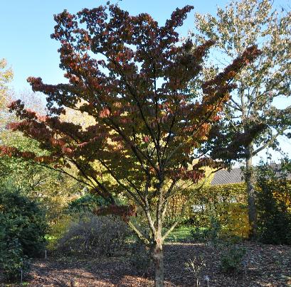 Cornuskousajapansekornoelje3herfstverkleuringvnjpg