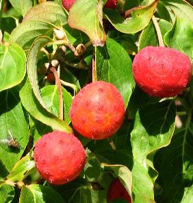 Cornus kousa 'Grossblumig Spät' VNNN