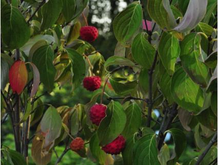 CornuskousaMILKYWAYSQUAREPIC