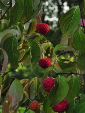 CornuskousaMILKYWAYSQUAREPIC