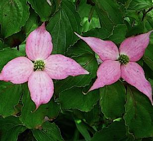 CornuskousaMountFuji